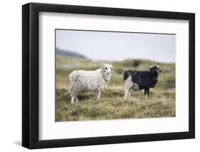 Sheep, Faeroese, two-olbor-Framed Photographic Print