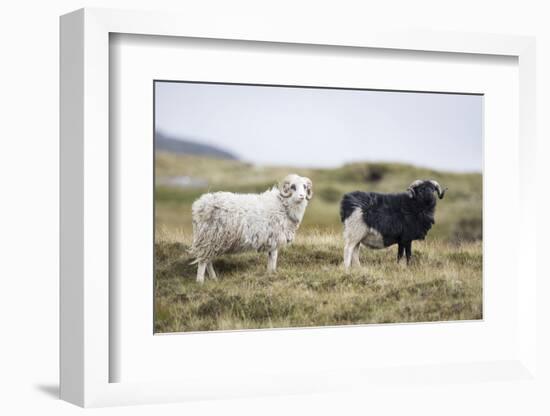 Sheep, Faeroese, two-olbor-Framed Photographic Print