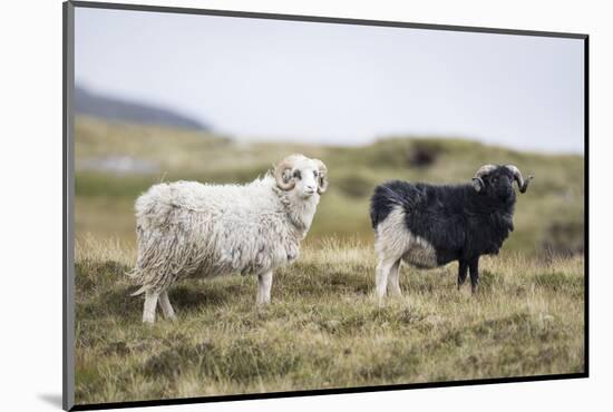 Sheep, Faeroese, two-olbor-Mounted Photographic Print