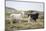 Sheep, Faeroese, two-olbor-Mounted Photographic Print