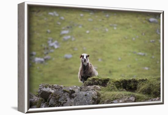 Sheep, Faeroese,-olbor-Framed Photographic Print