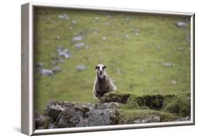 Sheep, Faeroese,-olbor-Framed Photographic Print