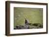 Sheep, Faeroese,-olbor-Framed Photographic Print