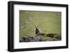 Sheep, Faeroese,-olbor-Framed Photographic Print