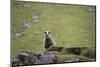 Sheep, Faeroese,-olbor-Mounted Photographic Print