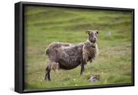 Sheep, Faeroese,-olbor-Framed Photographic Print