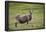 Sheep, Faeroese,-olbor-Framed Photographic Print