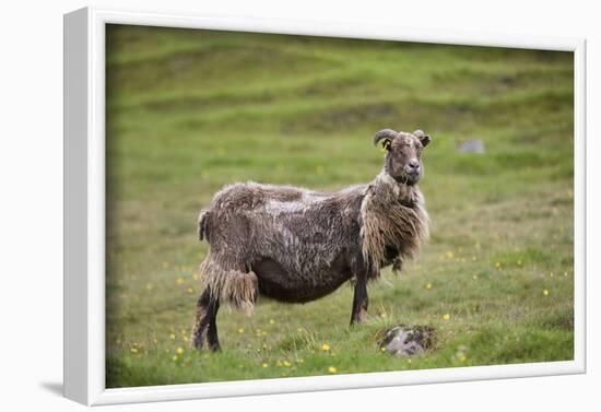 Sheep, Faeroese,-olbor-Framed Photographic Print