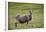 Sheep, Faeroese,-olbor-Framed Photographic Print