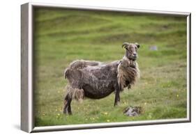 Sheep, Faeroese,-olbor-Framed Photographic Print