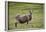 Sheep, Faeroese,-olbor-Framed Photographic Print