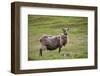 Sheep, Faeroese,-olbor-Framed Photographic Print