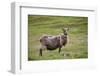 Sheep, Faeroese,-olbor-Framed Photographic Print