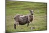 Sheep, Faeroese,-olbor-Mounted Photographic Print