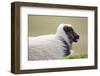 Sheep, Faeroese,-olbor-Framed Photographic Print