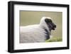 Sheep, Faeroese,-olbor-Framed Photographic Print