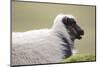 Sheep, Faeroese,-olbor-Mounted Photographic Print