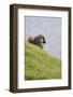 Sheep, Faeroese,-olbor-Framed Photographic Print