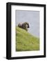 Sheep, Faeroese,-olbor-Framed Photographic Print