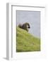 Sheep, Faeroese,-olbor-Framed Photographic Print