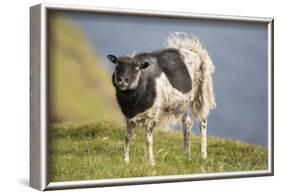 Sheep, Faeroese,-olbor-Framed Photographic Print