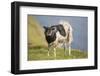 Sheep, Faeroese,-olbor-Framed Photographic Print