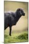 Sheep, Faeroese,-olbor-Mounted Photographic Print