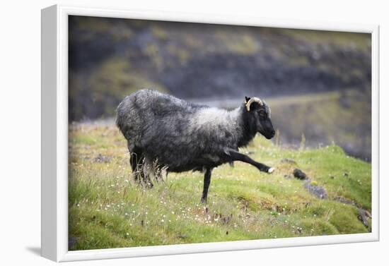 Sheep, Faeroese,-olbor-Framed Photographic Print