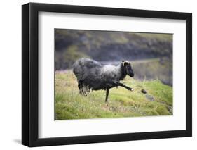 Sheep, Faeroese,-olbor-Framed Photographic Print