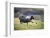 Sheep, Faeroese,-olbor-Framed Photographic Print