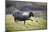 Sheep, Faeroese,-olbor-Mounted Photographic Print