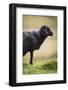 Sheep, Faeroese,-olbor-Framed Photographic Print