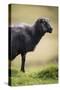 Sheep, Faeroese,-olbor-Stretched Canvas