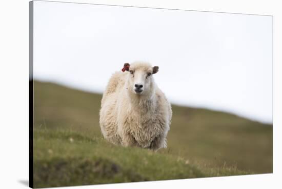 Sheep, Faeroese,-olbor-Stretched Canvas