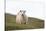 Sheep, Faeroese,-olbor-Stretched Canvas