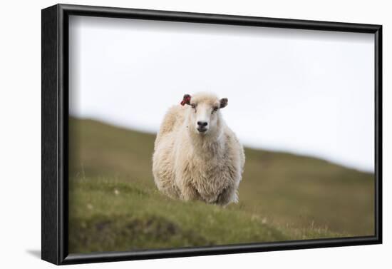 Sheep, Faeroese,-olbor-Framed Photographic Print