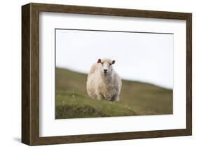 Sheep, Faeroese,-olbor-Framed Photographic Print