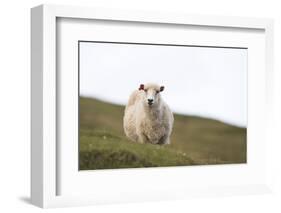 Sheep, Faeroese,-olbor-Framed Photographic Print