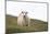 Sheep, Faeroese,-olbor-Mounted Photographic Print