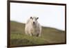 Sheep, Faeroese,-olbor-Framed Photographic Print