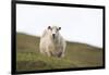 Sheep, Faeroese,-olbor-Framed Photographic Print