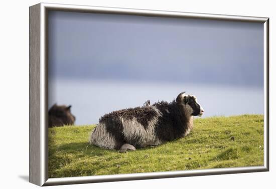 Sheep, Faeroese,-olbor-Framed Photographic Print