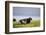 Sheep, Faeroese,-olbor-Framed Photographic Print