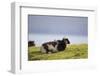 Sheep, Faeroese,-olbor-Framed Photographic Print