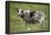 Sheep, Faeroese,-olbor-Framed Photographic Print