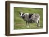 Sheep, Faeroese,-olbor-Framed Photographic Print