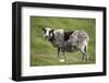 Sheep, Faeroese,-olbor-Framed Photographic Print