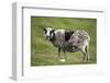 Sheep, Faeroese,-olbor-Framed Photographic Print