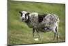 Sheep, Faeroese,-olbor-Mounted Photographic Print