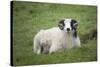 Sheep, Faeroese,-olbor-Stretched Canvas